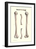 Long Bones of the Leg-null-Framed Art Print