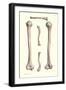 Long Bones of the Leg-null-Framed Art Print