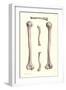 Long Bones of the Leg-null-Framed Art Print