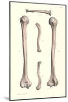 Long Bones of the Leg-null-Mounted Art Print