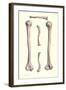 Long Bones of the Leg-null-Framed Art Print