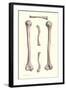 Long Bones of the Leg-null-Framed Art Print