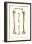 Long Bones of the Leg-Found Image Press-Framed Giclee Print