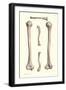 Long Bones of the Leg-Found Image Press-Framed Giclee Print