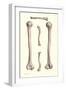 Long Bones of the Leg-Found Image Press-Framed Giclee Print