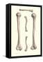 Long Bones of the Leg-Found Image Press-Framed Stretched Canvas