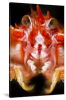 Long-Clawed Squat Lobster (Munida Rugosa) Portrait, Loch Fyne, Argyll and Bute, Scotland, UK, June-Alex Mustard-Stretched Canvas