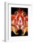 Long-Clawed Squat Lobster (Munida Rugosa) Portrait, Loch Fyne, Argyll and Bute, Scotland, UK, June-Alex Mustard-Framed Photographic Print