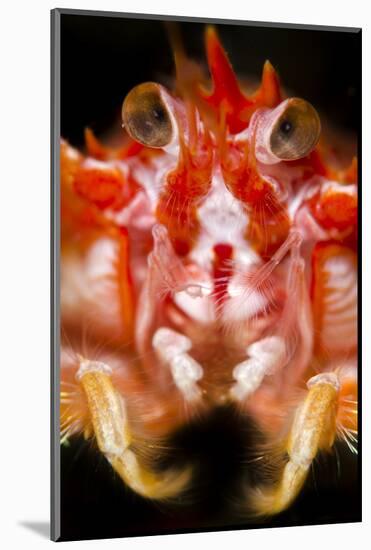 Long-Clawed Squat Lobster (Munida Rugosa) Portrait, Loch Fyne, Argyll and Bute, Scotland, UK, June-Alex Mustard-Mounted Photographic Print