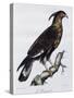 Long-Crested Eagle (Lophaetus Occipitalis)-null-Stretched Canvas