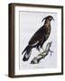 Long-Crested Eagle (Lophaetus Occipitalis)-null-Framed Giclee Print