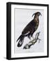 Long-Crested Eagle (Lophaetus Occipitalis)-null-Framed Giclee Print