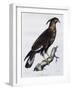 Long-Crested Eagle (Lophaetus Occipitalis)-null-Framed Giclee Print