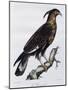 Long-Crested Eagle (Lophaetus Occipitalis)-null-Mounted Giclee Print