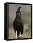 Long-Crested Eagle, Samburu National Reserve, Kenya, East Africa, Africa-James Hager-Framed Stretched Canvas