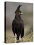Long-Crested Eagle, Samburu National Reserve, Kenya, East Africa, Africa-James Hager-Stretched Canvas