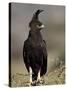 Long-Crested Eagle, Samburu National Reserve, Kenya, East Africa, Africa-James Hager-Stretched Canvas