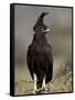 Long-Crested Eagle, Samburu National Reserve, Kenya, East Africa, Africa-James Hager-Framed Stretched Canvas