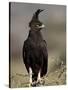 Long-Crested Eagle, Samburu National Reserve, Kenya, East Africa, Africa-James Hager-Stretched Canvas