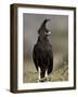 Long-Crested Eagle, Samburu National Reserve, Kenya, East Africa, Africa-James Hager-Framed Photographic Print