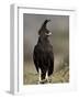 Long-Crested Eagle, Samburu National Reserve, Kenya, East Africa, Africa-James Hager-Framed Photographic Print