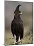 Long-Crested Eagle, Samburu National Reserve, Kenya, East Africa, Africa-James Hager-Mounted Photographic Print