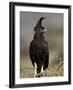 Long-Crested Eagle, Samburu National Reserve, Kenya, East Africa, Africa-James Hager-Framed Photographic Print