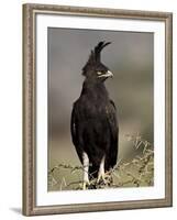 Long-Crested Eagle, Samburu National Reserve, Kenya, East Africa, Africa-James Hager-Framed Photographic Print