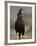 Long-Crested Eagle, Samburu National Reserve, Kenya, East Africa, Africa-James Hager-Framed Photographic Print