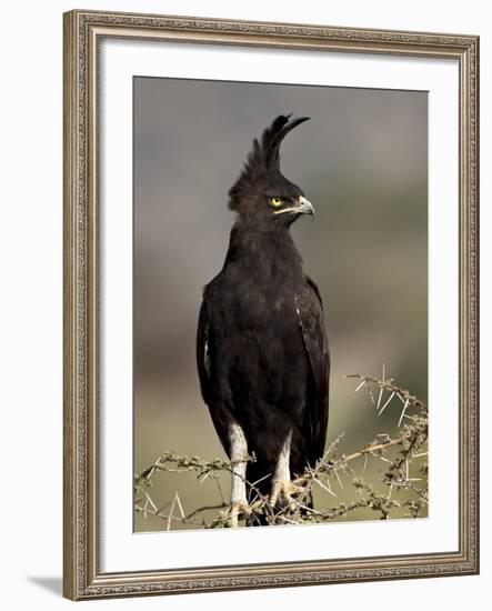 Long-Crested Eagle, Samburu National Reserve, Kenya, East Africa, Africa-James Hager-Framed Photographic Print