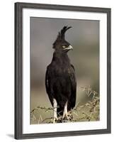 Long-Crested Eagle, Samburu National Reserve, Kenya, East Africa, Africa-James Hager-Framed Photographic Print