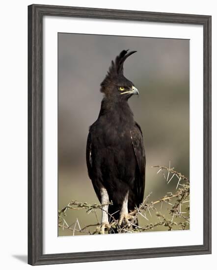 Long-Crested Eagle, Samburu National Reserve, Kenya, East Africa, Africa-James Hager-Framed Photographic Print