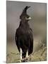 Long-Crested Eagle, Samburu National Reserve, Kenya, East Africa, Africa-James Hager-Mounted Photographic Print