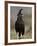 Long-Crested Eagle, Samburu National Reserve, Kenya, East Africa, Africa-James Hager-Framed Photographic Print