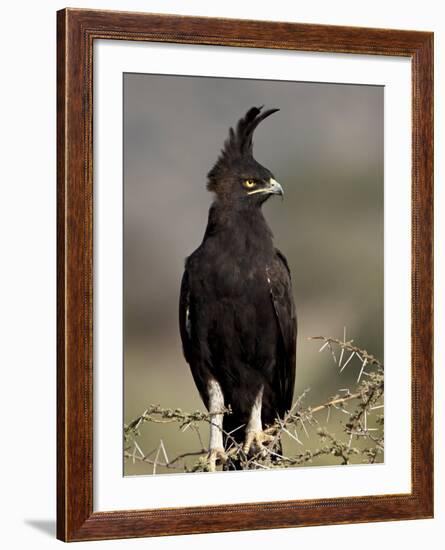 Long-Crested Eagle, Samburu National Reserve, Kenya, East Africa, Africa-James Hager-Framed Photographic Print