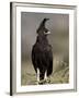 Long-Crested Eagle, Samburu National Reserve, Kenya, East Africa, Africa-James Hager-Framed Photographic Print