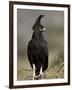 Long-Crested Eagle, Samburu National Reserve, Kenya, East Africa, Africa-James Hager-Framed Photographic Print