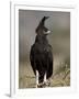 Long-Crested Eagle, Samburu National Reserve, Kenya, East Africa, Africa-James Hager-Framed Photographic Print