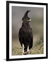 Long-Crested Eagle, Samburu National Reserve, Kenya, East Africa, Africa-James Hager-Framed Photographic Print