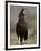 Long-Crested Eagle, Samburu National Reserve, Kenya, East Africa, Africa-James Hager-Framed Photographic Print