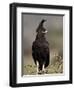 Long-Crested Eagle, Samburu National Reserve, Kenya, East Africa, Africa-James Hager-Framed Photographic Print