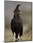 Long-Crested Eagle, Samburu National Reserve, Kenya, East Africa, Africa-James Hager-Mounted Photographic Print