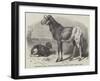 Long-Eared African Sheep in the Zoological Society's Gardens, Regent's Park-null-Framed Giclee Print
