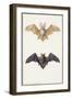 Long-Eared Bat and a Common Bat, 1834-Edouard Travies-Framed Giclee Print