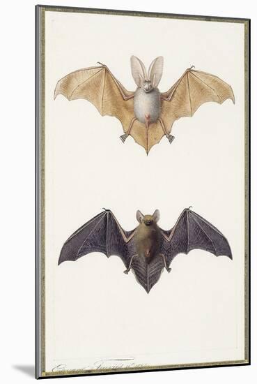 Long-Eared Bat and a Common Bat, 1834-Edouard Travies-Mounted Giclee Print