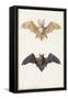 Long-Eared Bat and a Common Bat, 1834-Edouard Travies-Framed Stretched Canvas