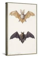 Long-Eared Bat and a Common Bat, 1834-Edouard Travies-Stretched Canvas