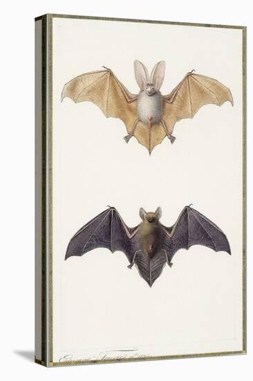 Long-Eared Bat and a Common Bat, 1834-Edouard Travies-Stretched Canvas