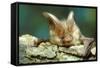 Long-Eared Bat Close-Up-null-Framed Stretched Canvas