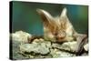 Long-Eared Bat Close-Up-null-Stretched Canvas